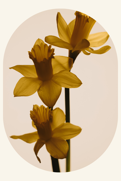 TRIADA RENACER